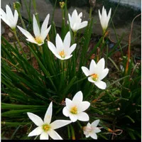 Tanaman hias kucai bunga putih big rimbun