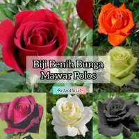 Benih Bibit Bunga Mawar Black Blood F1 Import / Mawar Unik / Benih F1