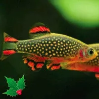 ikan rasbora galaxy - ikan aquascape -ikan air tawar hiasan aquarium