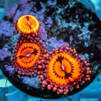 Zoanthid Blood Diamond Zoa Frag