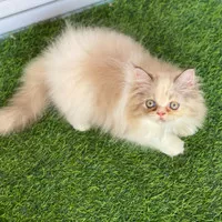 kucing anggora flatnose Persia Himalaya peaknose Oren lucu