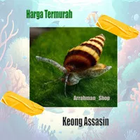 Keong Assasin Snail - Keong Pemakan Alga - Pemakan Hama keong hias aquascape aquarium terlaris