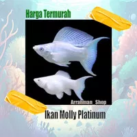 ikan hias molly platinum moly platinum - Molly Balon Platinum putih ikan aquascape aquarium terlaris