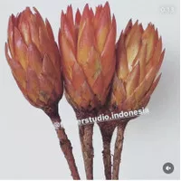 Protea Repens Orange