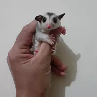 Sugar Glider Joey Mosaic Lucu Jinak Termurah Free Bonding Pouch