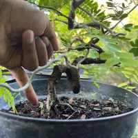 Bonsai Asem Manis Bahan Plintiran