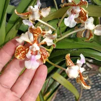 vanda tricolor spike/knop