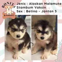 Alaskan Malamute Stambum Jantan Betina Anak Anjing Alaskan Malamut