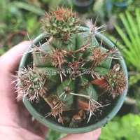 Tanaman Kaktus Gymnocalycium Mihanovichii Variegated Dim -+5.5cm Biji