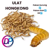 ulat Hongkong hidup ulet Hongkong pakan ikan burung dll