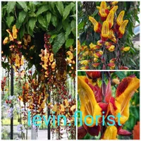 Thunbergia mysorensis / indian clock vine / flame of irian cokelat bibit tanaman hias bunga rambat merambat