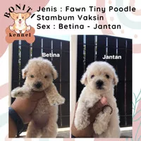 Red Toy Poodle Betina Jantan Stambum Anakan Anjing Poodle RTP