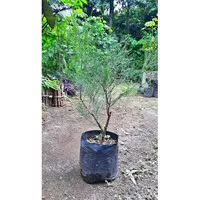 Bibit Pohon Cemara Udang - Tanaman Hias Cemara Bahan Bonsai