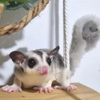 sugar glider joey anakan