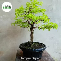 Bonsai asem jawa 03