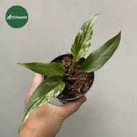 Tanaman Hias Anthurium Gelombang Cinta Variegata | Gelcin Varigata