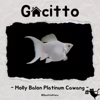 Ikan Molly Balon Platinum Cawang