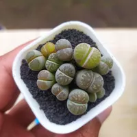 Lithops Mix Ekonomis pot 5 cm | kaktus dan sukulen