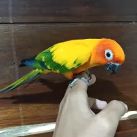 burung sun conure yellow Betina DNA