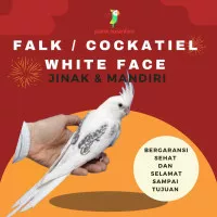 BURUNG PARROT PARKIT AUSTRALIA / FALK COCKATIEL WF WHITE FACE JINAK