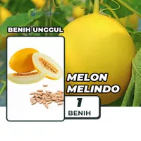 Benih Bibit Melon Kuning Manis Melindo 10 1 Benih Dua Ribuan PG KDR