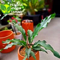 anthurium gelombang cinta - tanaman hias anthurium gelombang cinta 