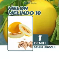 Benih Bibit Melon Kuning Manis Melindo 10 1 Benih Dua Ribuan PG BGR