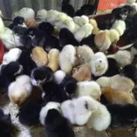 Doc Anak Ayam Kampung Joper - Anak Ayam Joper - Murah