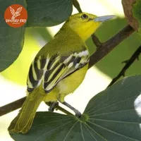 Burung cipo atau sirtu jamin jantan rawatan