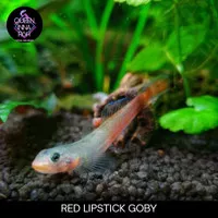 RED LIPSTICK GOBY ( ikan Goby tawar ) exotic fish fresh water 