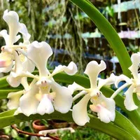 Vanda Tricolor alba