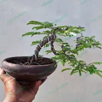 bonsai asem 2