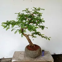 bonsai asem saraf