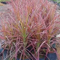 tanaman dracaena tricolor tinggi 50cm