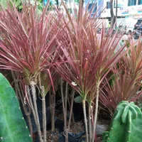 tanaman dracaena marginata tricolor