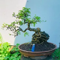 bonsai asem saraf 02