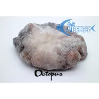 Gurita / Octopus Beku Utuh 2 - 3 Kg / Ekor