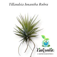 Tillandsia Ionantha Rubra - Tanaman Terrarium Paludarium Air Plant