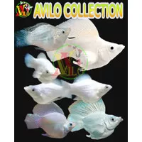 ikan hias molly moli balon platinum putih ekor bulat aquascape fish