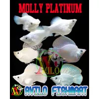 ikan hias aquascape molly moli platinum balon ekor bulat