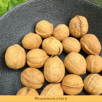 Walnut In Shell | Kacang Walnut Camilan Hamster | Chew Toy Hamster