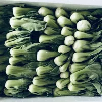 Manna Fresh Sayur Baby Pokcoy Impor 1Kg