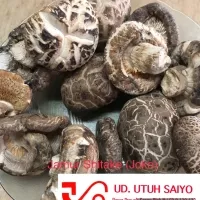 Jamur shitake kering / jamur hioko / dried shiitake / 250gr