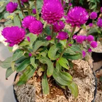 Tanaman hias Bunga kancing / Bunga Kancing Knop ungu
