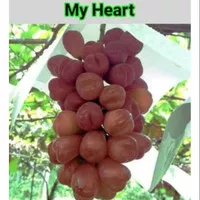 BIBIT ANGGUR IMPORT MY HEART (bibit hasil ownroot/stek batang)