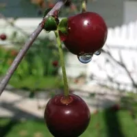 Bibit tanaman buah Cherry Jepang merah manis