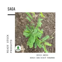 Bibit Pohon Saga - Tanaman Daun Rambat - Herbal