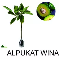 Bibit Alpukat Wina