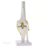 Alat Peraga Model Kerangka Lutut Manusia 1: 1 Untuk Perlengkapan Lab