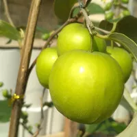 Bibit buah Apel India / Apel Putsa Genjeh